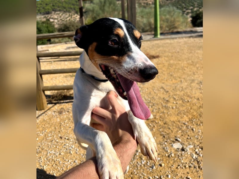 Bestia(TO) ein toller Hund, verspielt und sozial