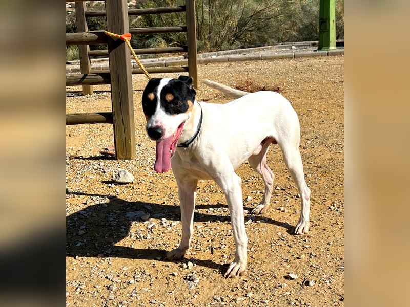 Bestia(TO) ein toller Hund, verspielt und sozial