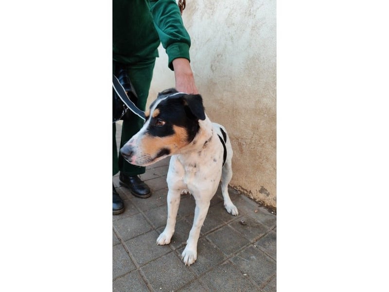 Curro(CR) Temperamentvoller junger Hund