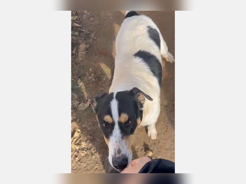 Curro(CR) Temperamentvoller junger Hund