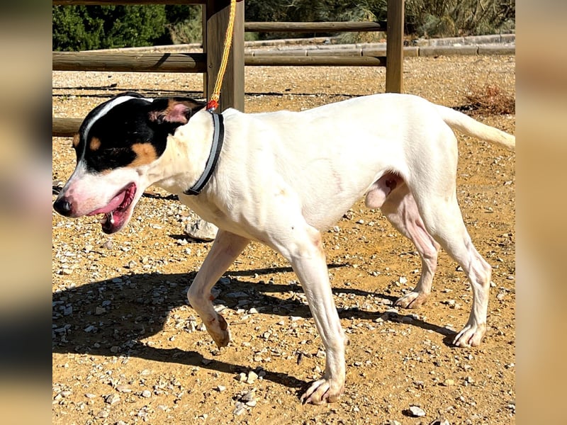 Bestia(TO) ein toller Hund, verspielt und sozial