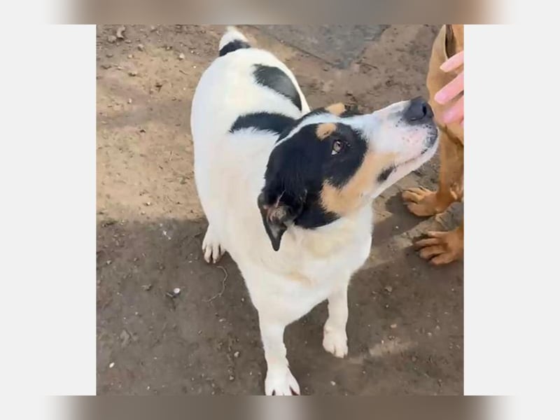 Curro(CR) Temperamentvoller junger Hund