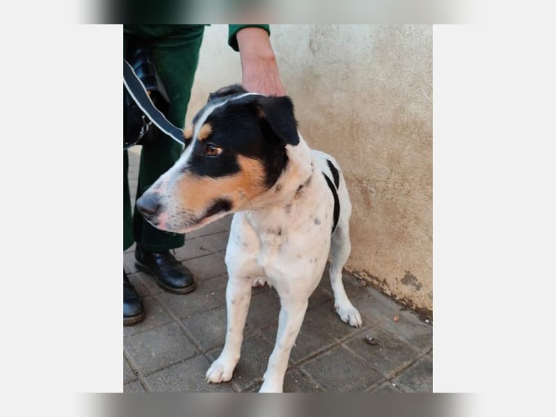 Curro(CR) Temperamentvoller junger Hund