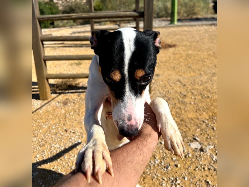 Bestia(TO) ein toller Hund, verspielt und sozial