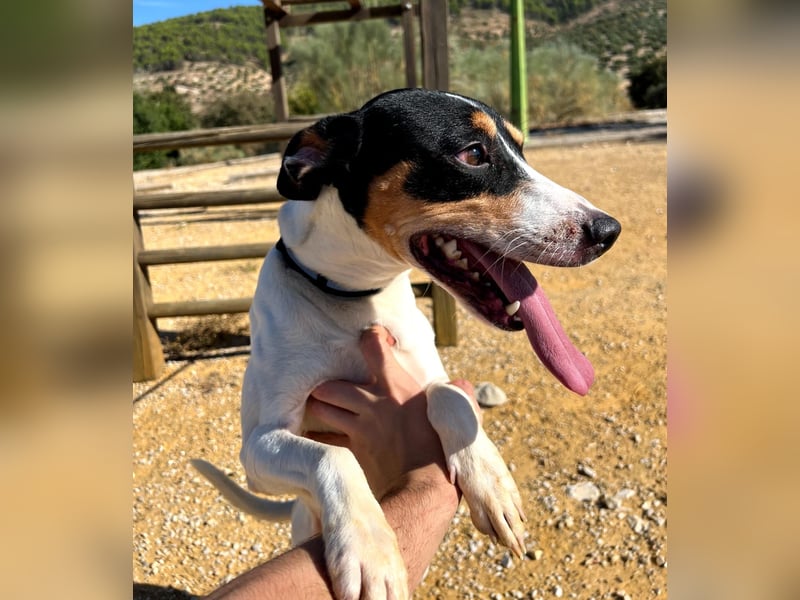 Bestia(TO) ein toller Hund, verspielt und sozial