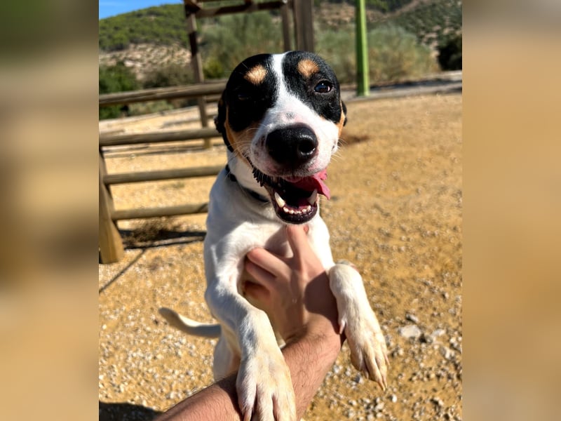 Bestia(TO) ein toller Hund, verspielt und sozial