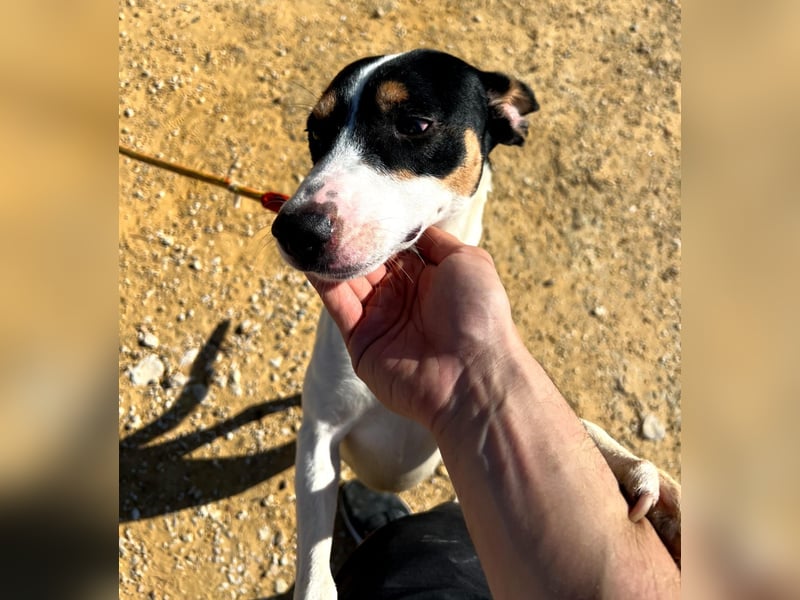 Bestia(TO) ein toller Hund, verspielt und sozial