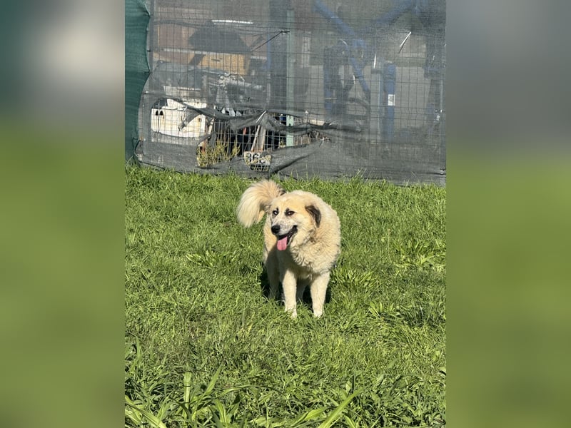 Luna sucht ein Zuhause