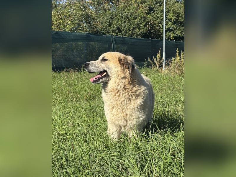 Luna sucht ein Zuhause