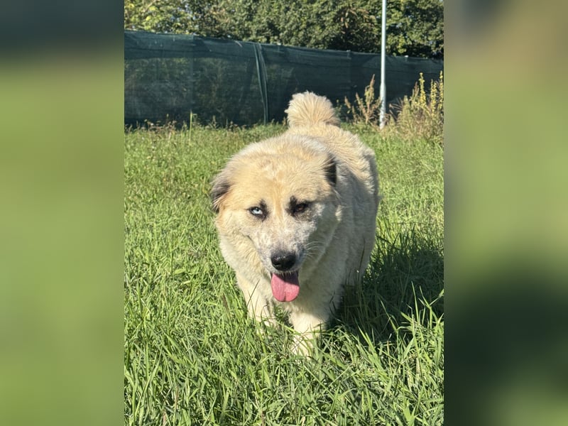 Luna sucht ein Zuhause