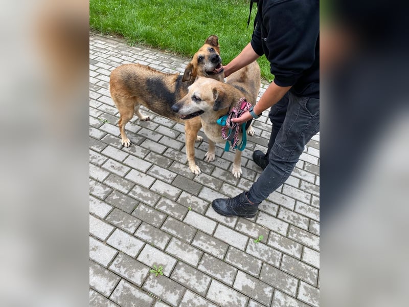 Diana und Bella - älteres Hundepaar sucht Nadel im Heuhaufen