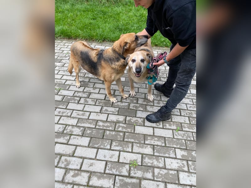 Diana und Bella - älteres Hundepaar sucht Nadel im Heuhaufen
