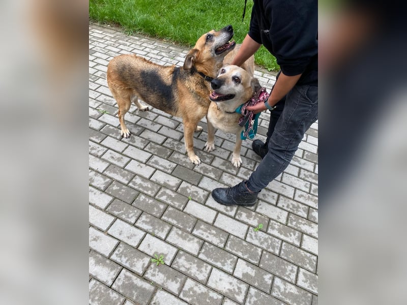 Diana und Bella - älteres Hundepaar sucht Nadel im Heuhaufen