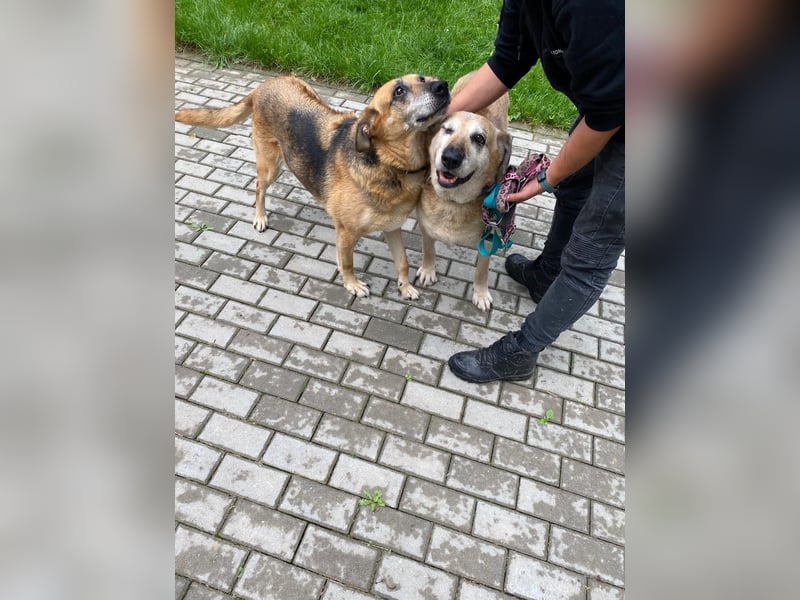 Diana und Bella - älteres Hundepaar sucht Nadel im Heuhaufen