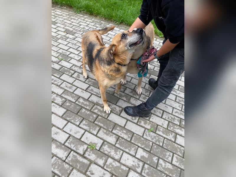 Diana und Bella - älteres Hundepaar sucht Nadel im Heuhaufen