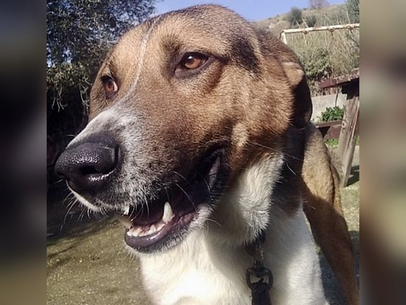 Kiwi ist eine coole Socke