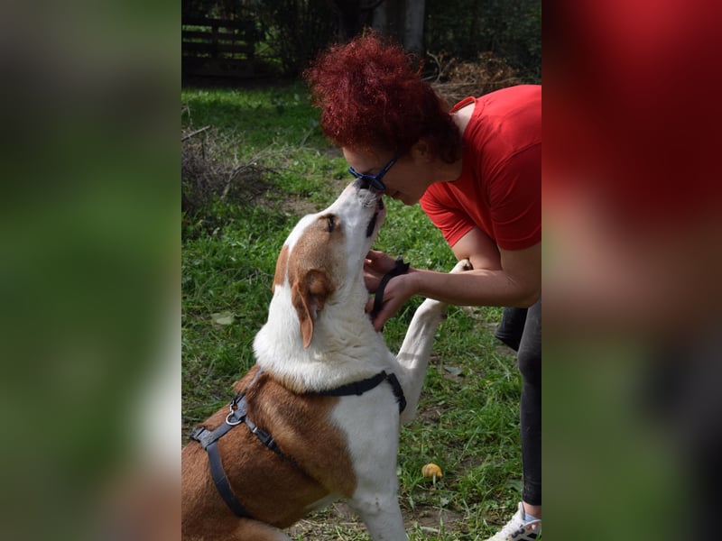 Theo: Prachtjunge auf vier Pfoten