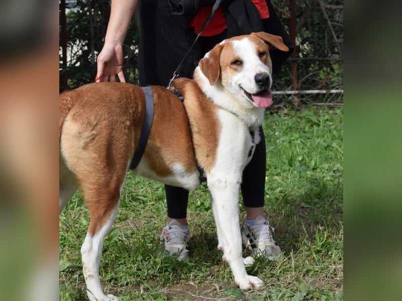 Theo: Prachtjunge auf vier Pfoten