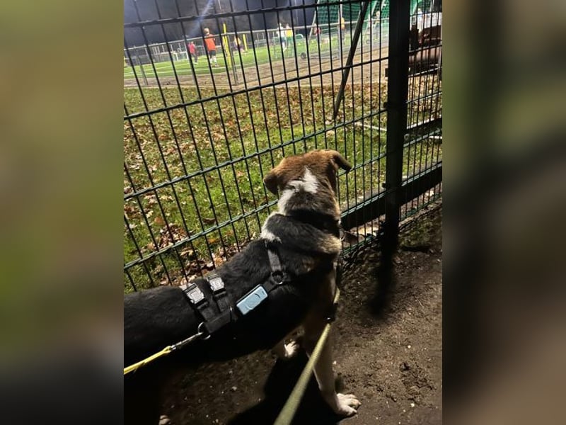 Kiwi ist eine coole Socke