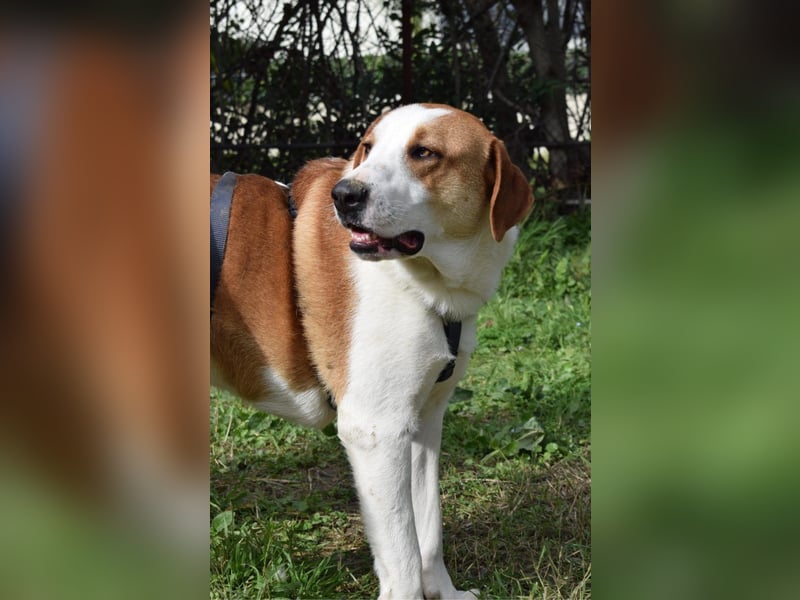 Theo: Prachtjunge auf vier Pfoten