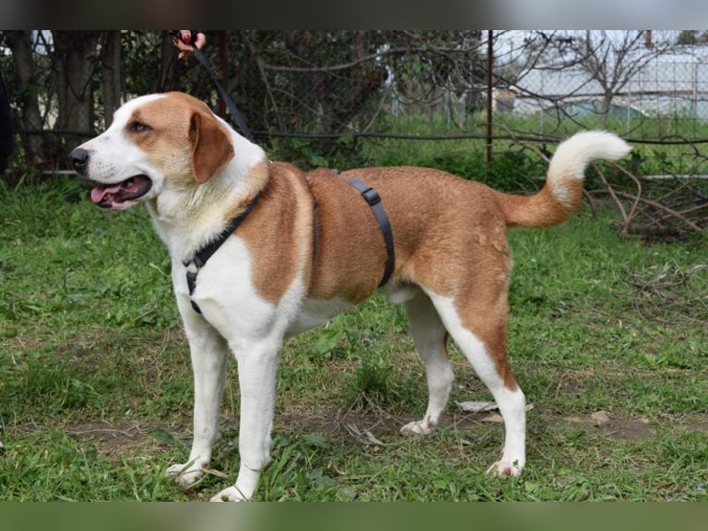 Theo: Prachtjunge auf vier Pfoten