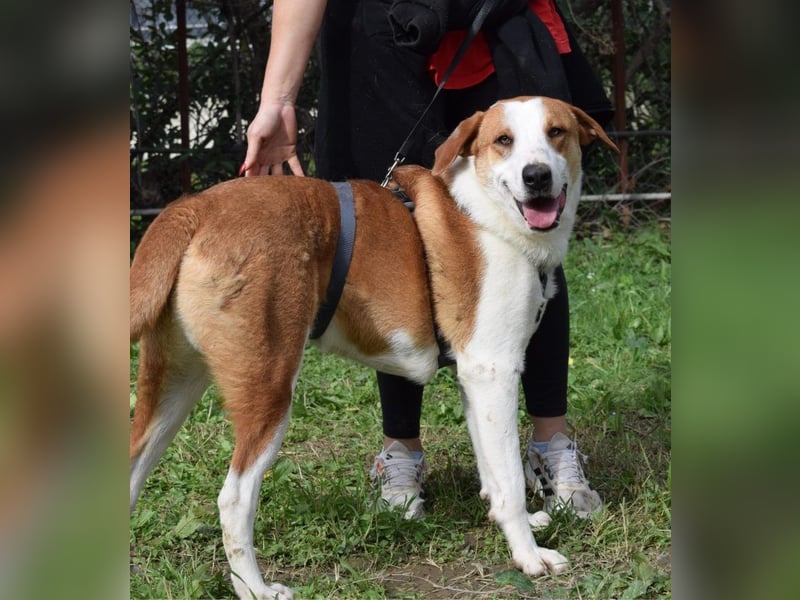 Theo: Prachtjunge auf vier Pfoten