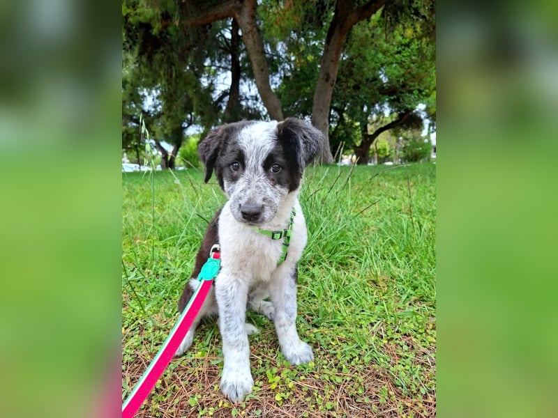 Toby ist ein fröhliches Hundekind