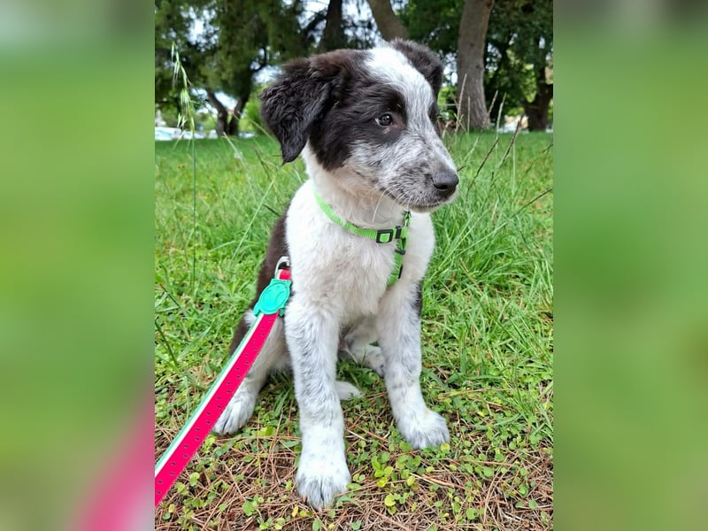 Toby ist ein fröhliches Hundekind