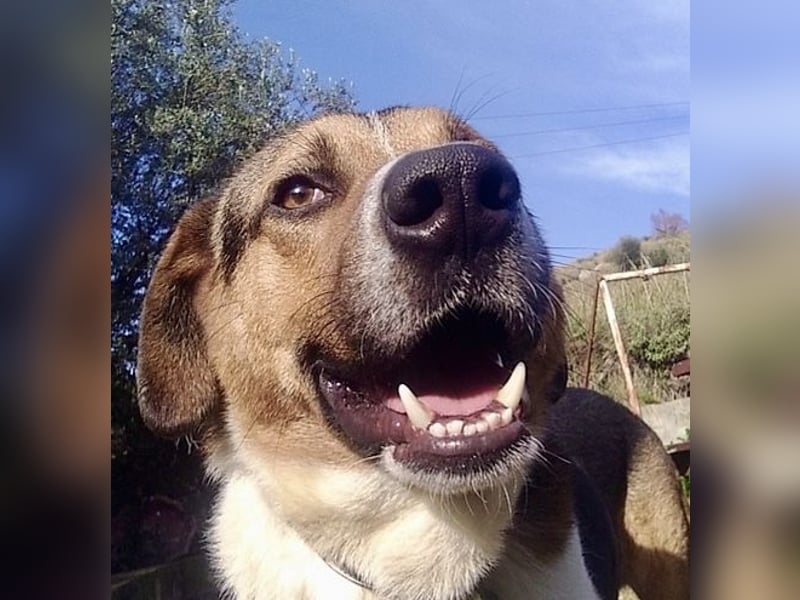 Kiwi ist eine coole Socke