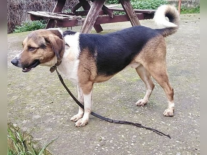 Kiwi ist eine coole Socke