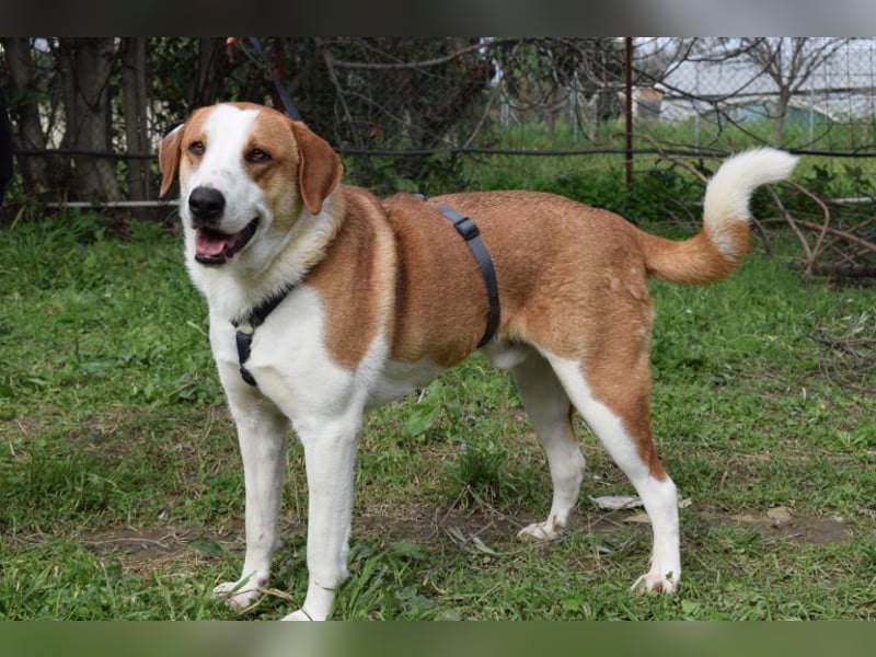 Theo: Prachtjunge auf vier Pfoten