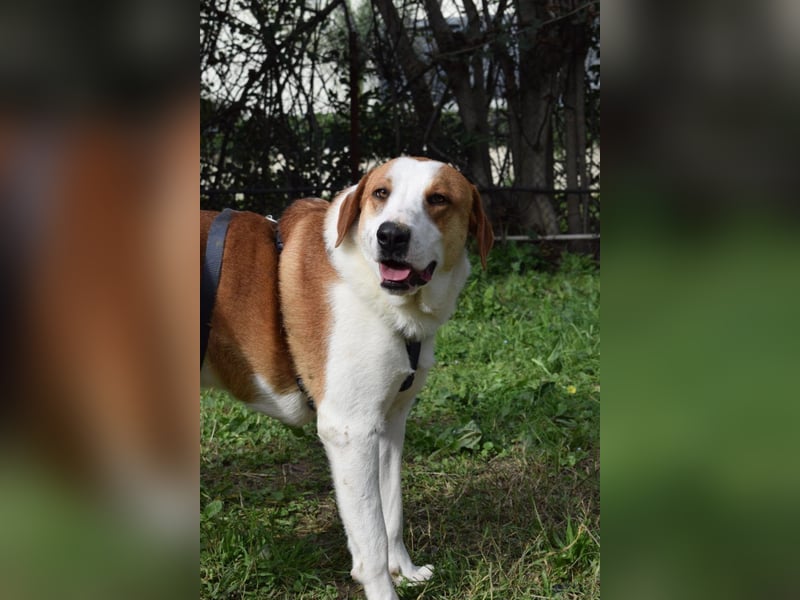 Theo: Prachtjunge auf vier Pfoten