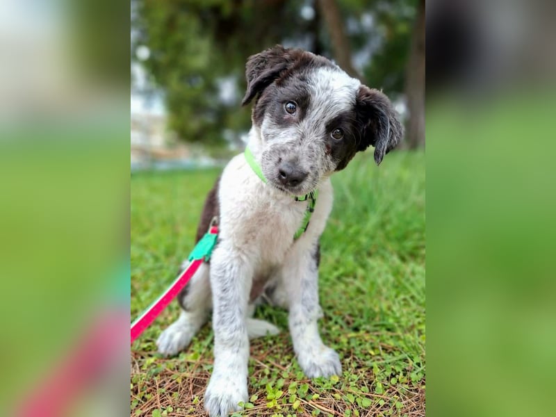 Toby ist ein fröhliches Hundekind