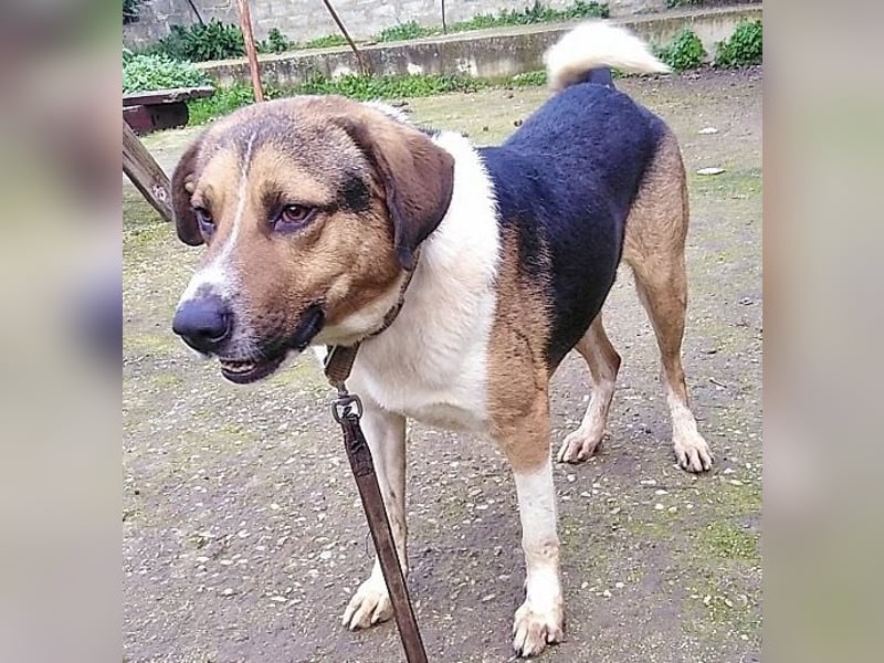 Kiwi ist eine coole Socke