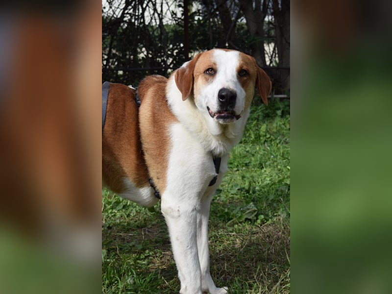 Theo: Prachtjunge auf vier Pfoten