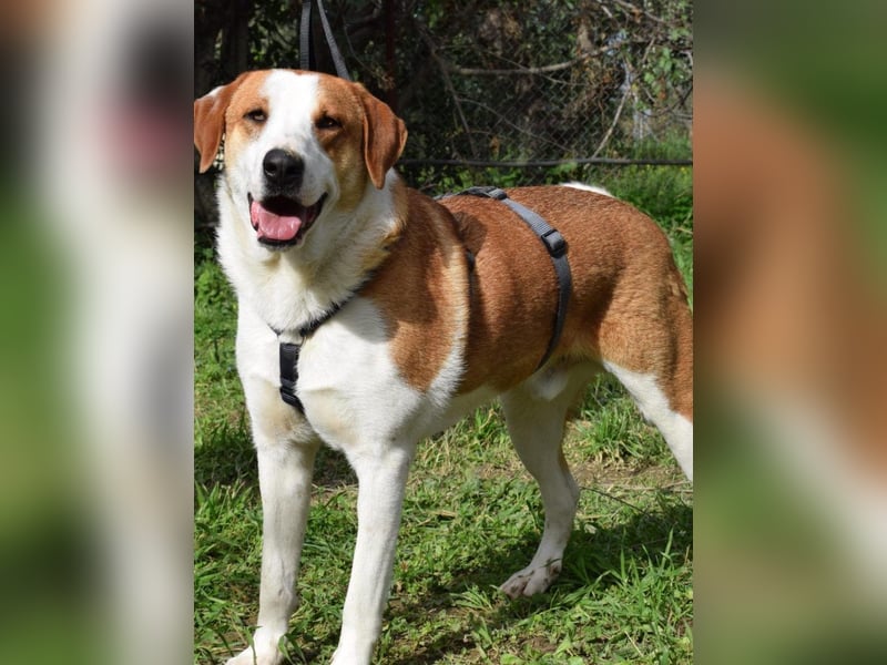 Theo: Prachtjunge auf vier Pfoten