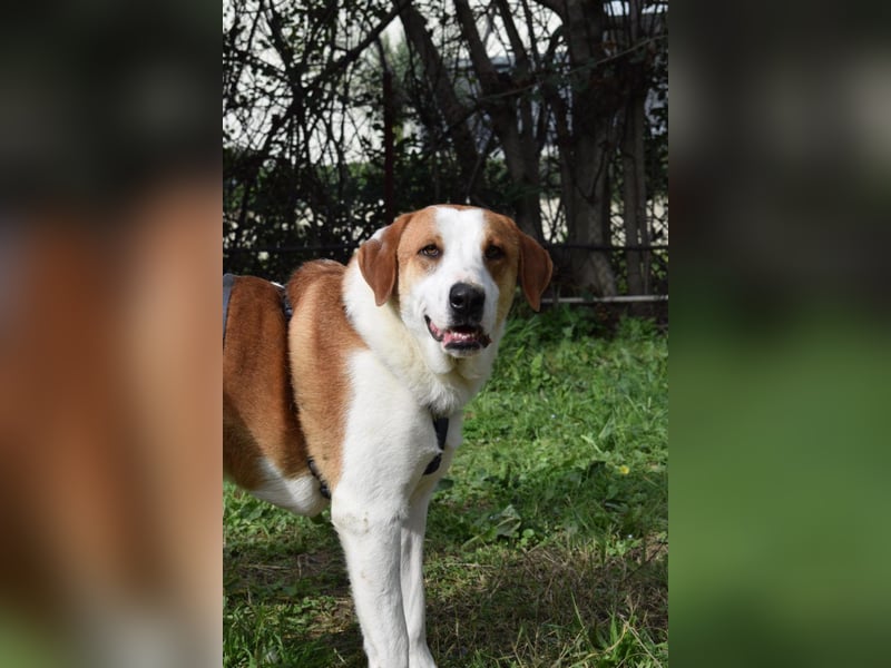 Theo: Prachtjunge auf vier Pfoten