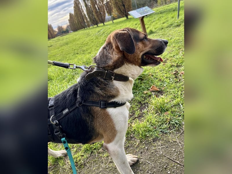 Kiwi ist eine coole Socke