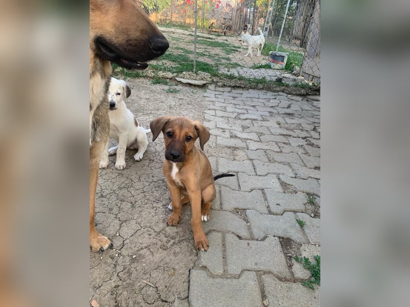 möchtest du COOKIE eine chance geben?