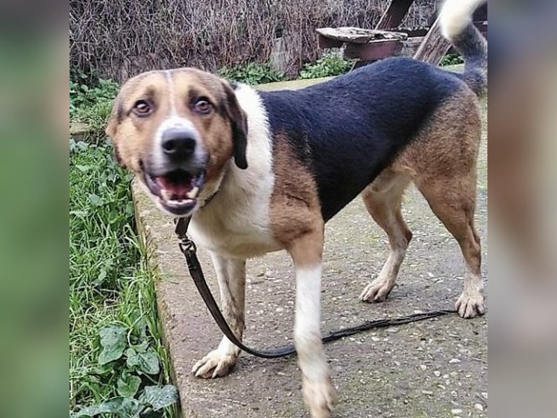 Kiwi ist eine coole Socke