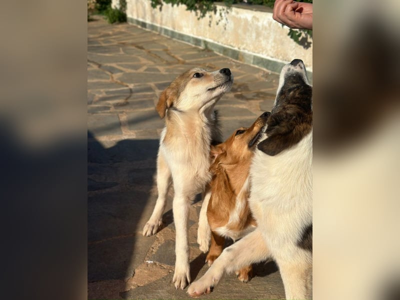 Schnuckelige Tiberia möchte Dein Herz erobern