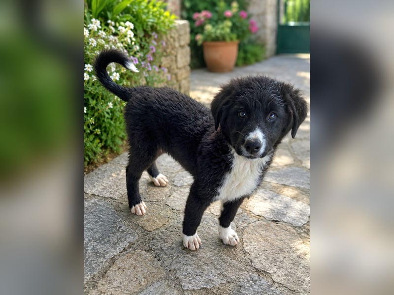 Maestro - kleiner Entdecker sucht seine Familie
