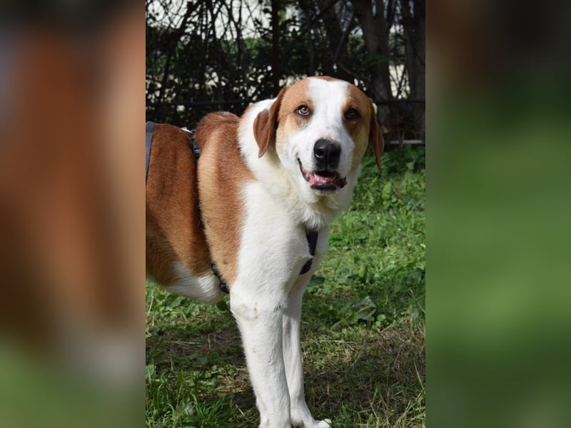 Theo: Prachtjunge auf vier Pfoten