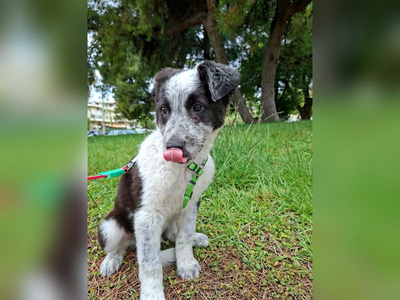 Toby ist ein fröhliches Hundekind
