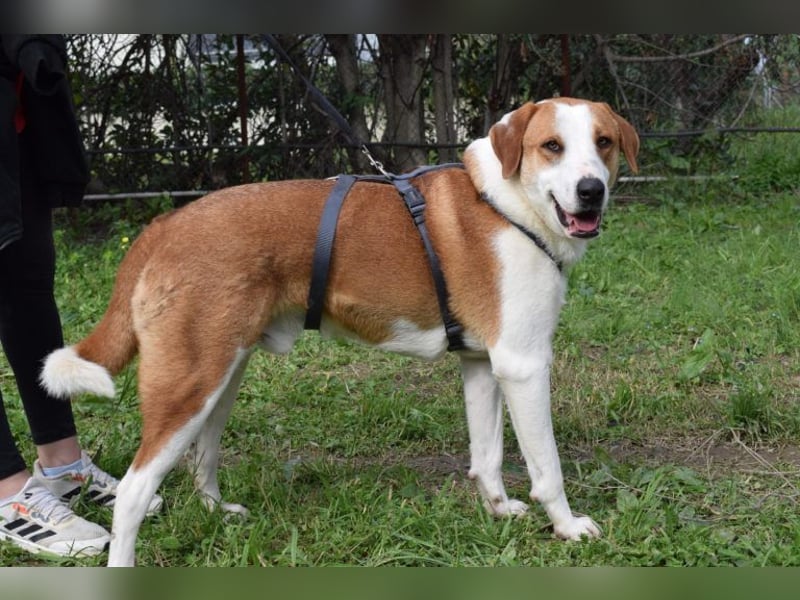 Theo: Prachtjunge auf vier Pfoten