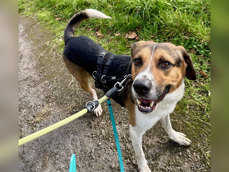 Kiwi ist eine coole Socke