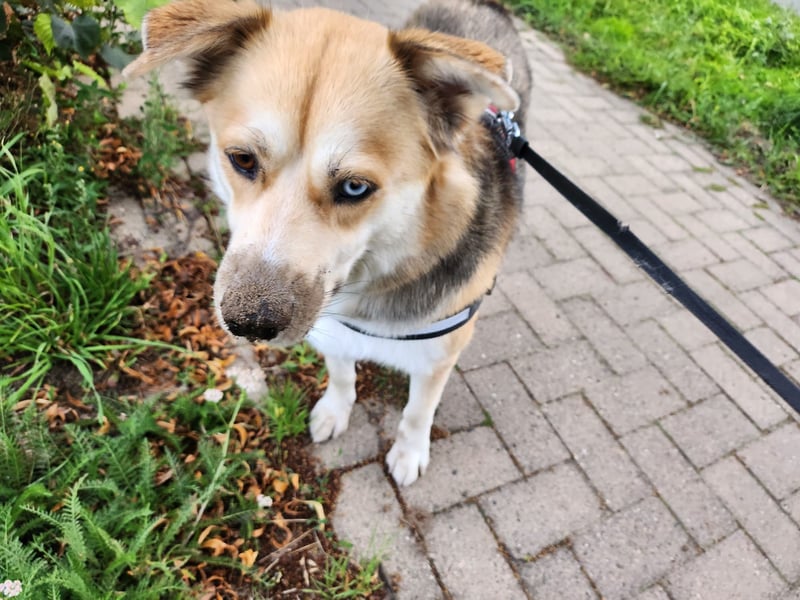 Husky Mischling Dame