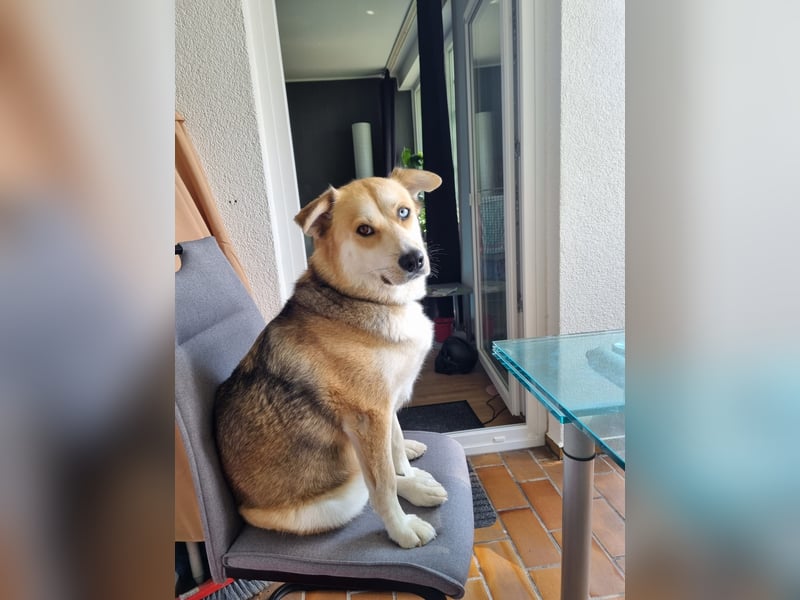 Husky Mischling Dame