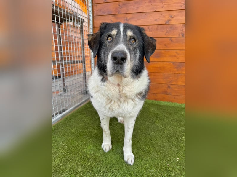 Kiriam - liebenswert, ruhig