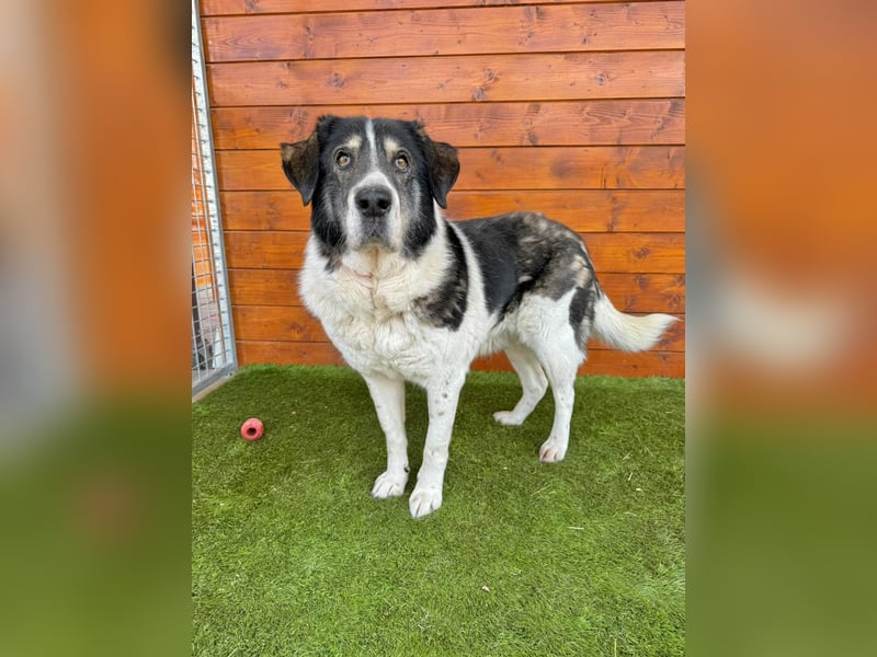 Kiriam - liebenswert, ruhig